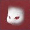 50,000 Years · Ear Mouse [Temporary]