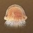 1,000 Years · Chongyan · Pearl-String Jellyfish [Temporary]
