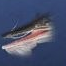 Chongyan · Burning-Wing Ghostfish [Temporary]