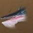 1,000 Years · Chongyan · Burning-Wing Ghostfish [Temporary]