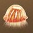 10,000 Years · Chongyan · Pearl-String Jellyfish [Temporary]